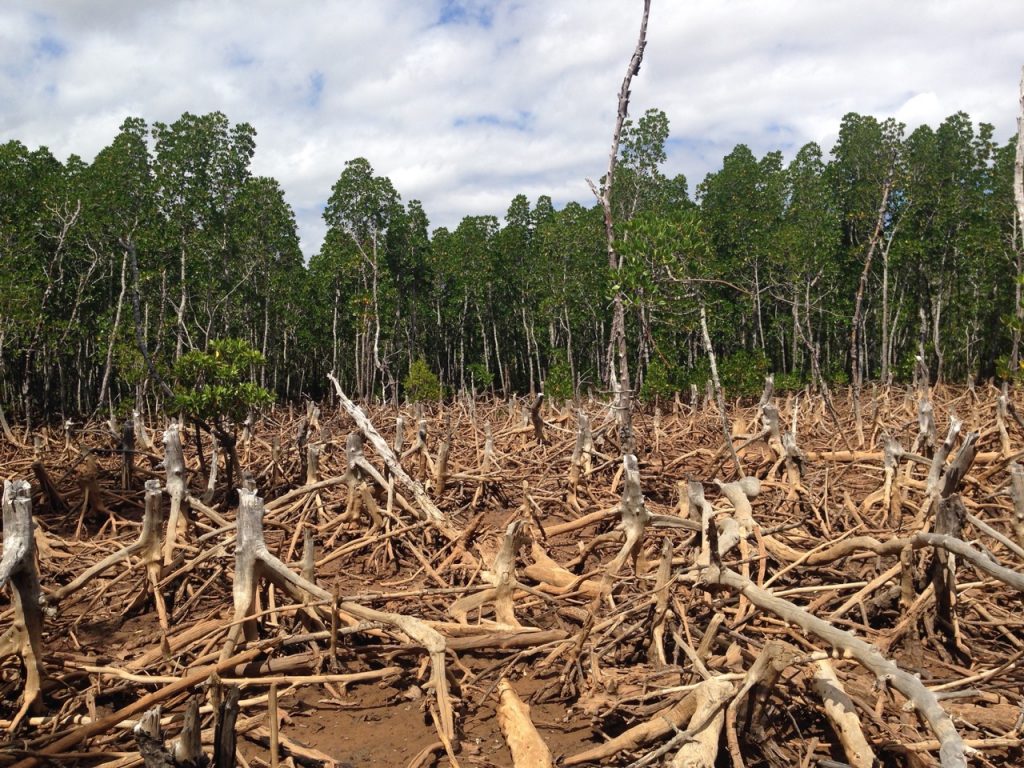 Deforestation – Life in the Sundarbans Mangrove Forest